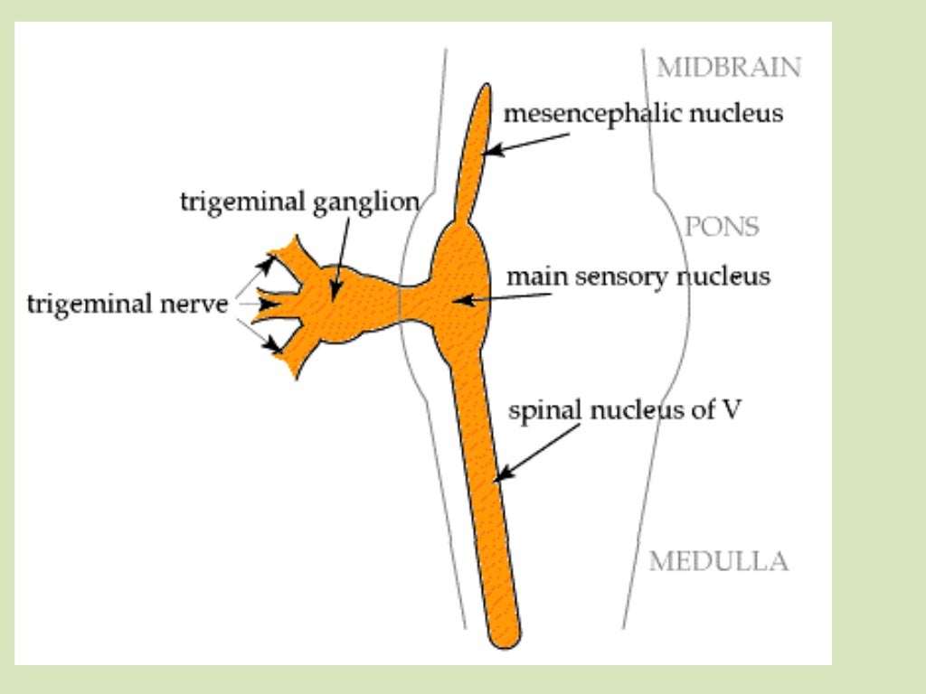 Introduction to the trigeminal nerve ‫‬dental surgery