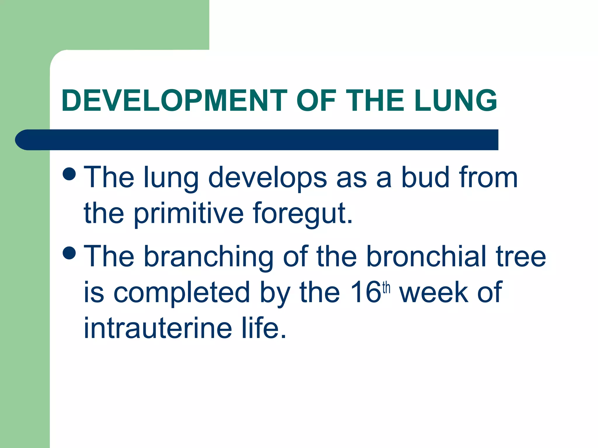 DEVELOPMENT OF THE LUNG 
The lung develops as a bud from 
the primitive foregut. 
The branching of the bronchial tree 
is completed by the 16th week of 
intrauterine life. 
 