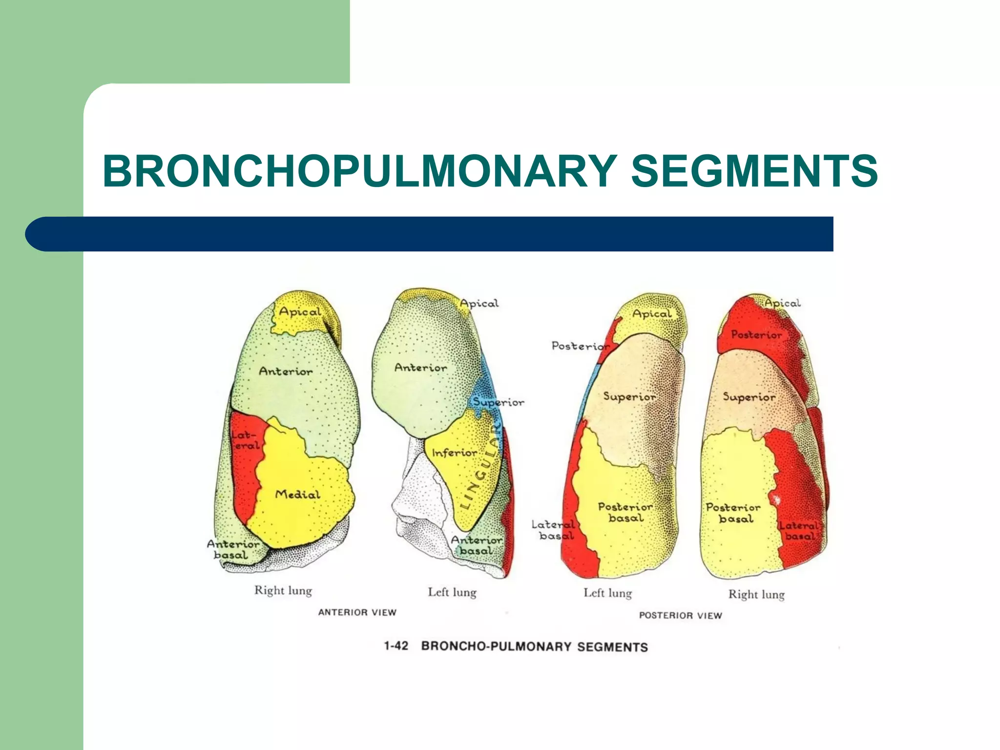 BRONCHOPULMONARY SEGMENTS 
 
