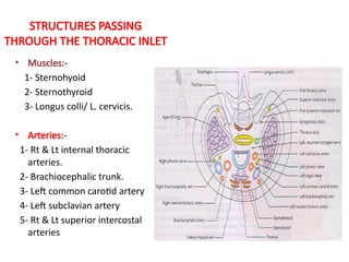 Comprehensive Overview of Thoracic Anatomy and Respiratory Mechanics | PPTX
