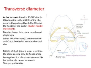 Outward Ribs Comprehensive Overview of Thoracic Anatomy and Respiratory Mechanics | PPTX