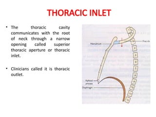 Thoracic Inlet Radiology Comprehensive Overview of Thoracic Anatomy and Respiratory Mechanics | PPTX