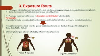 3. Exposure Route
 The way an individual comes in contact with a toxic substance, or exposure route, is important in determining toxicity.
 Some chemicals may be highly toxic by one route but not by others.
 Two major reasons are differences in absorption and distribution within the body.
For example:
•Ingested chemicals, when absorbed from the intestine, distribute first to the liver and may be immediately detoxified.
•Inhaled toxicants immediately enter the general blood circulation and can distribute throughout the body prior to
being detoxified by the liver.
Different target organs often are affected by different routes of exposure.
Figure 1. Ingestion Figure 1. Inhalation
 