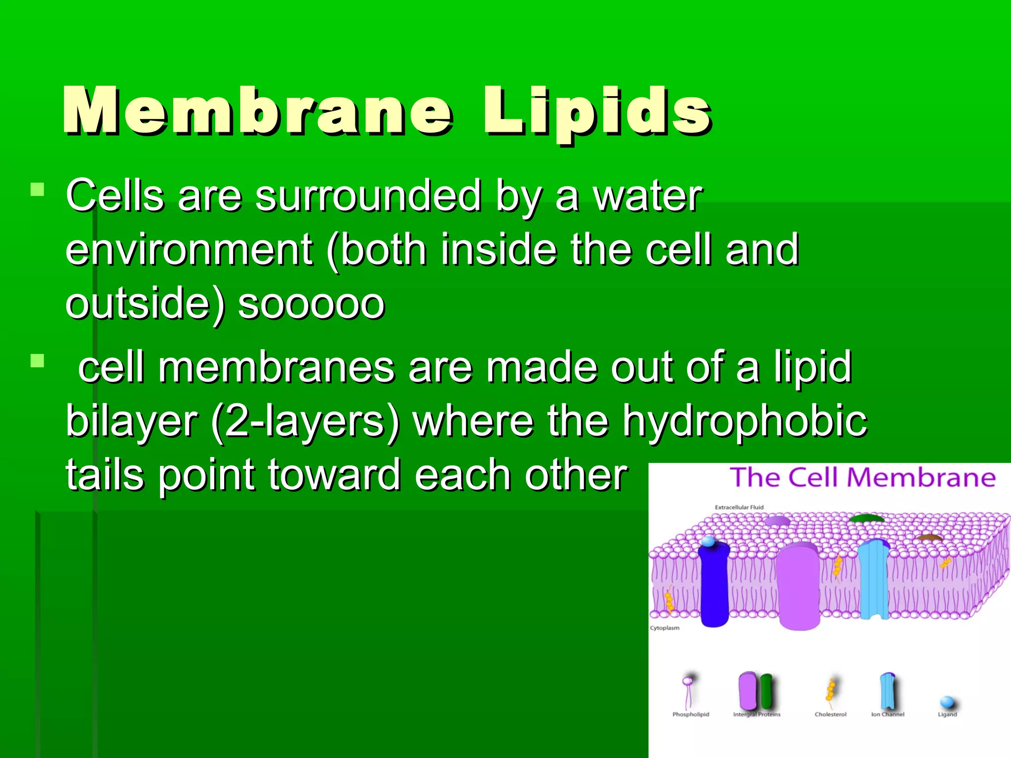 Membrane LipidsMembrane Lipids
 Cells are surrounded by a waterCells are surrounded by a water
environment (both inside the cell andenvironment (both inside the cell and
outside) sooooooutside) sooooo
 cell membranes are made out of a lipidcell membranes are made out of a lipid
bilayer (2-layers) where the hydrophobicbilayer (2-layers) where the hydrophobic
tails point toward each othertails point toward each other
 