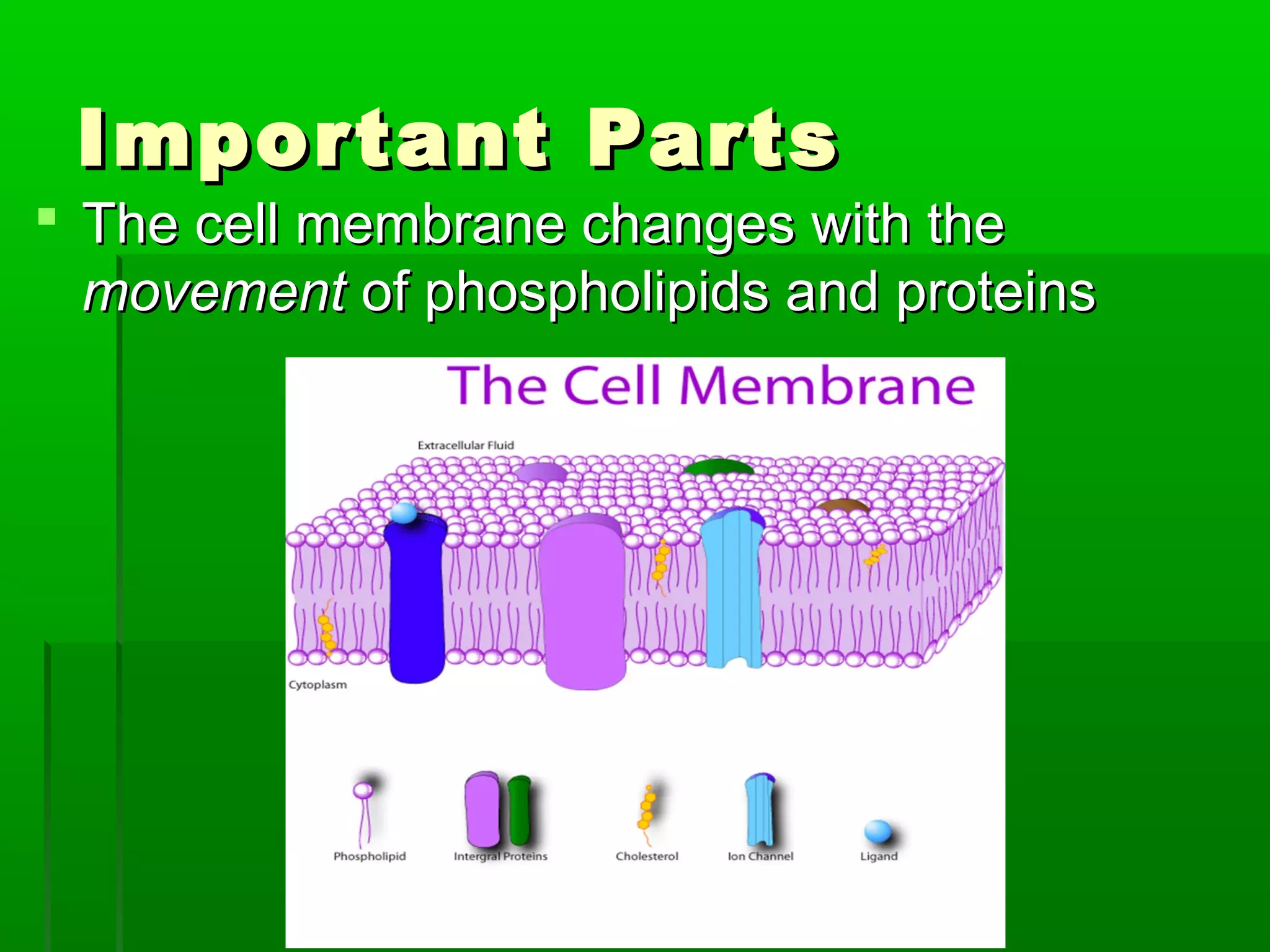 Important PartsImportant Parts
 The cell membrane changes with theThe cell membrane changes with the
movementmovement of phospholipids and proteinsof phospholipids and proteins
 