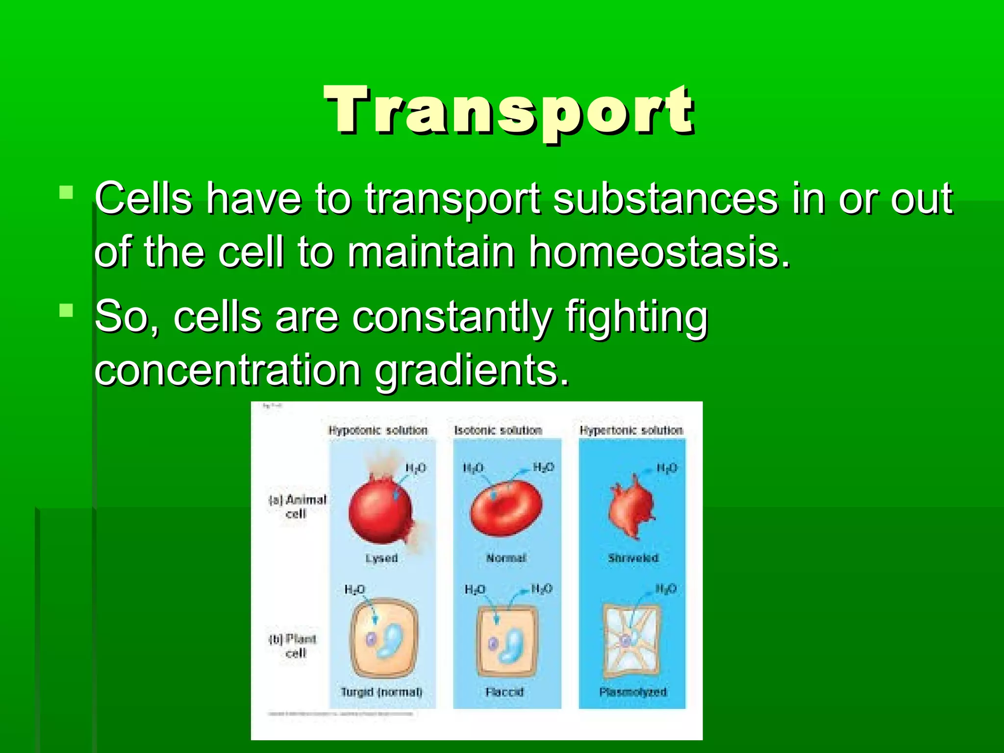 TransportTransport
 Cells have to transport substances in or outCells have to transport substances in or out
of the cell to maintain homeostasis.of the cell to maintain homeostasis.
 So, cells are constantly fightingSo, cells are constantly fighting
concentration gradients.concentration gradients.
 