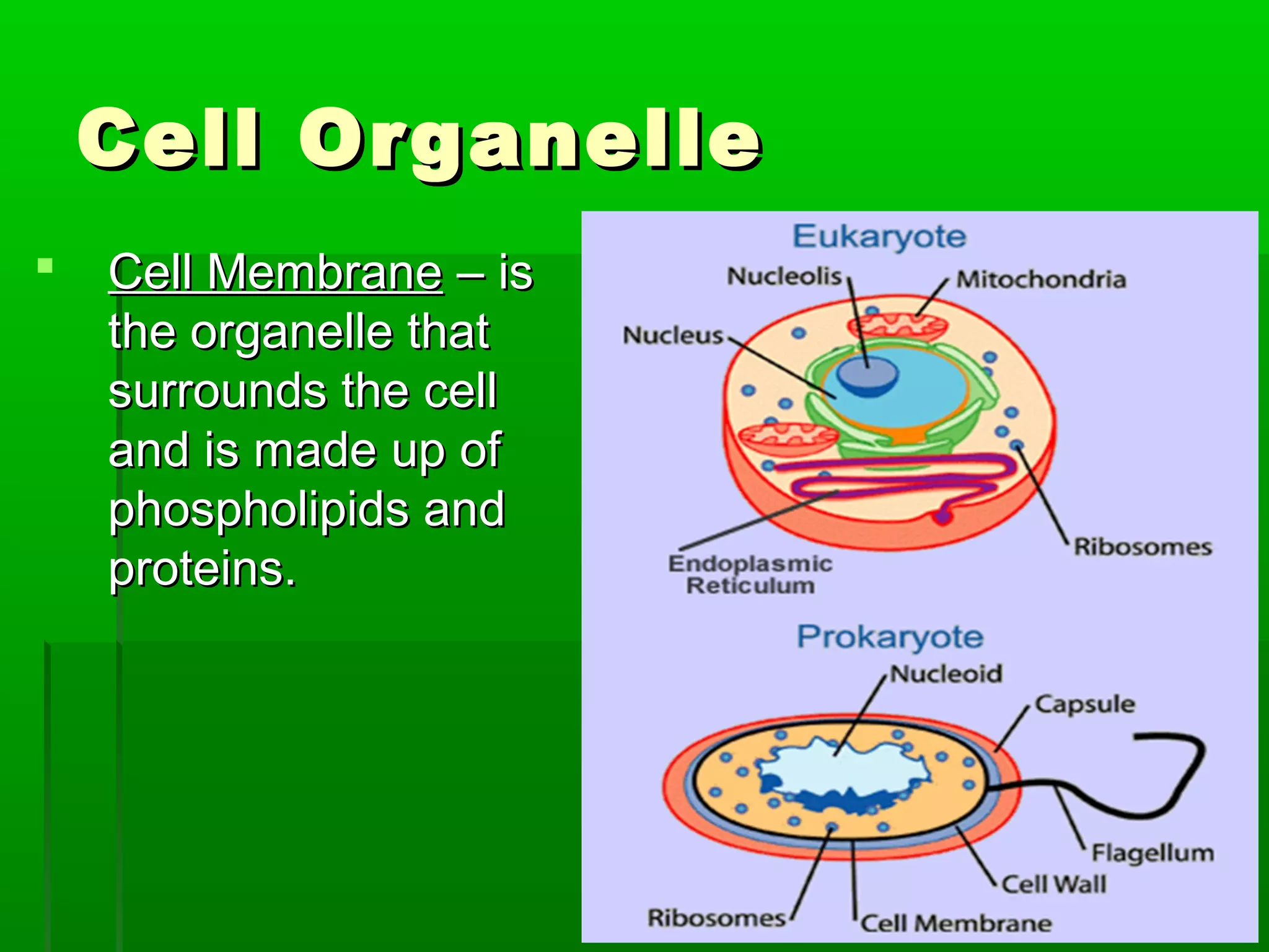 Cell OrganelleCell Organelle
 Cell MembraneCell Membrane – is– is
the organelle thatthe organelle that
surrounds the cellsurrounds the cell
and is made up ofand is made up of
phospholipids andphospholipids and
proteins.proteins.
 
