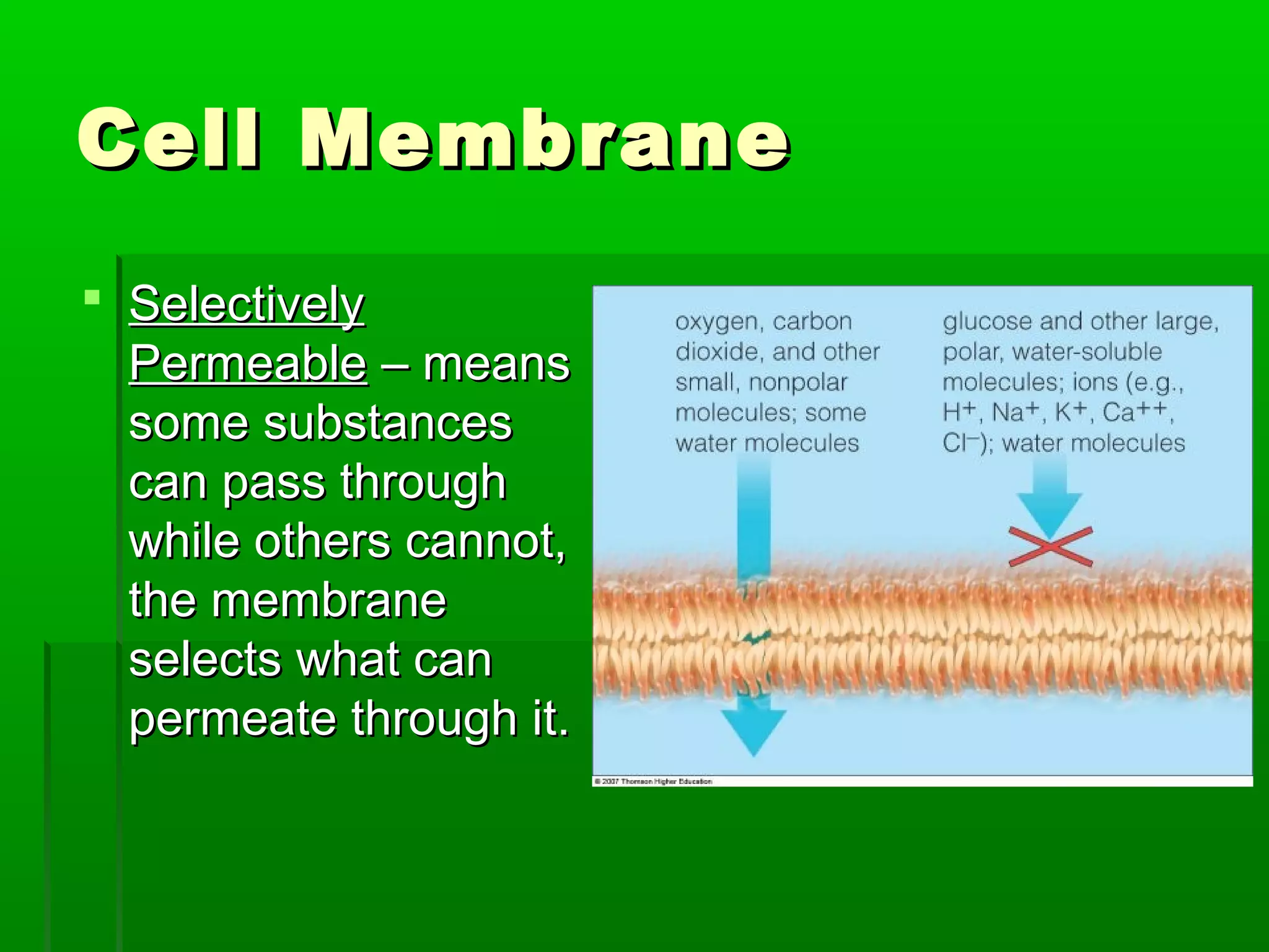 Cell MembraneCell Membrane
 SelectivelySelectively
PermeablePermeable – means– means
some substancessome substances
can pass throughcan pass through
while others cannot,while others cannot,
the membranethe membrane
selects what canselects what can
permeate through it.permeate through it.
 