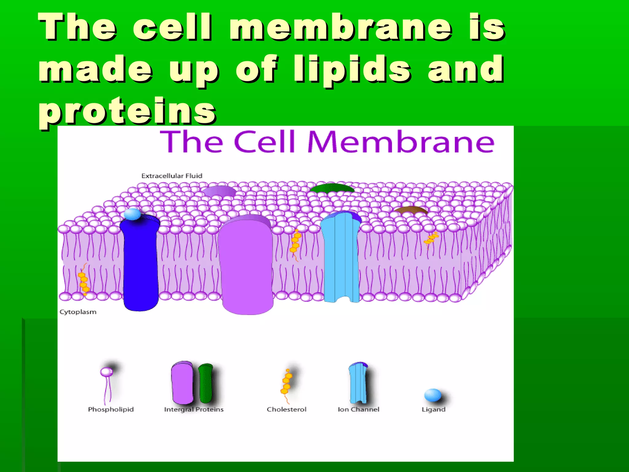 The cell membrane isThe cell membrane is
made up of lipids andmade up of lipids and
proteinsproteins
 