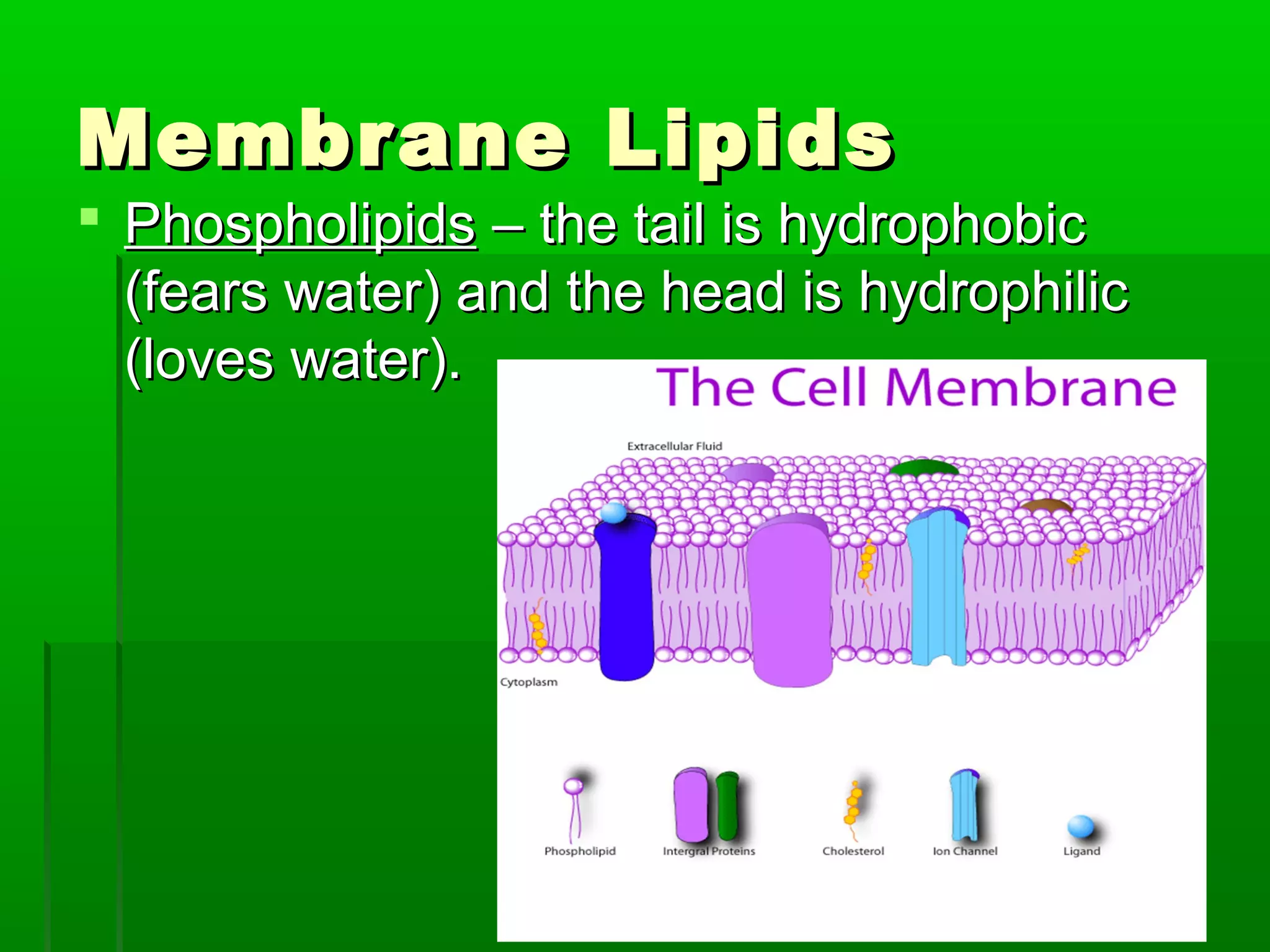 Membrane LipidsMembrane Lipids
 PhospholipidsPhospholipids – the tail is hydrophobic– the tail is hydrophobic
(fears water) and the head is hydrophilic(fears water) and the head is hydrophilic
(loves water).(loves water).
 