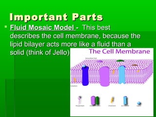 Important PartsImportant Parts
 Fluid Mosaic ModelFluid Mosaic Model -- This bestThis best
describes the cell membrane, because thedescribes the cell membrane, because the
lipid bilayer acts more like a fluid than alipid bilayer acts more like a fluid than a
solid (think of Jello)solid (think of Jello)
 