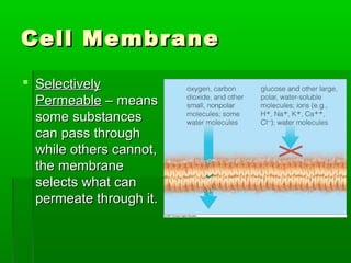 Cell MembraneCell Membrane
 SelectivelySelectively
PermeablePermeable – means– means
some substancessome substances
can pass throughcan pass through
while others cannot,while others cannot,
the membranethe membrane
selects what canselects what can
permeate through it.permeate through it.
 