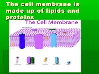 The cell membrane isThe cell membrane is
made up of lipids andmade up of lipids and
proteinsproteins
 