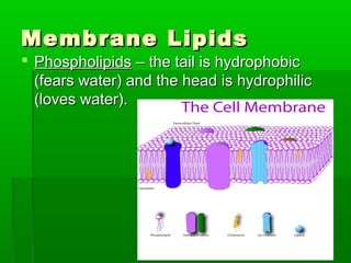Membrane LipidsMembrane Lipids
 PhospholipidsPhospholipids – the tail is hydrophobic– the tail is hydrophobic
(fears water) and the head is hydrophilic(fears water) and the head is hydrophilic
(loves water).(loves water).
 