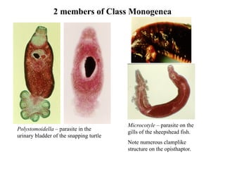 Member Snapping Structure Introduction To Trematodes | PPT