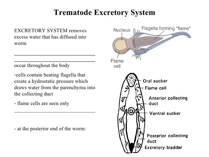 Introduction To Trematodes