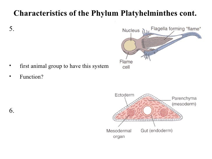 an introduction to the analysis of the nine animal phyla characteristis Major animal phyla & their characteristics for a much more accurate and complete analysis of how phylum: characteristics & classification. an introduction to the analysis of the nine animal phyla characteristis Major animal phyla & their characteristics for a much more accurate and complete analysis of how phylum: characteristics & classification.