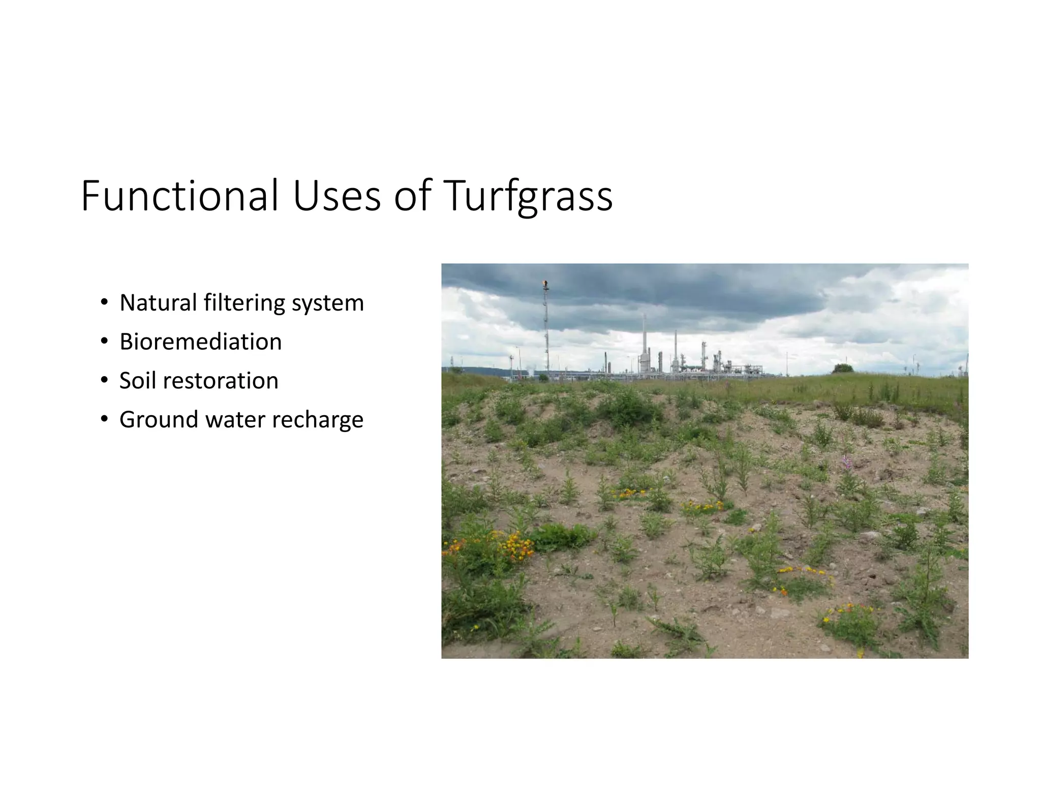 Introduction to Turfgrass Management | PDF | Landscaping | Home & Garden