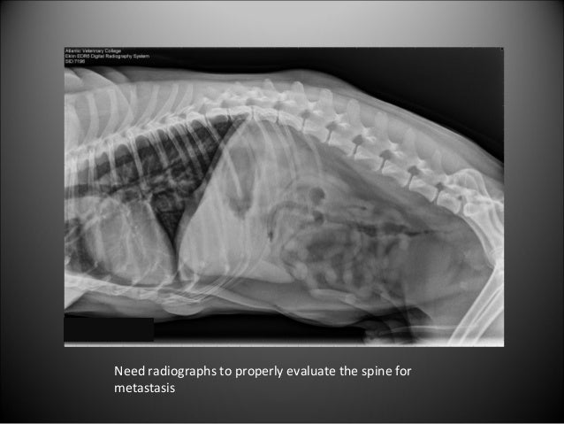 Can A Neutered Dog Have An Enlarged Prostate Can A Neutered Dog Have An Enlarged Prostate