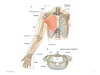 Introduction to upper limb