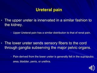 Ureteral pain
• The upper ureter is innervated in a similar fashion to
the kidney.
• Upper Ureteral pain has a similar distribution to that of renal pain.
• The lower ureter sends sensory fibers to the cord
through ganglia subserving the major pelvic organs.
• Pain derived from the lower ureter is generally felt in the suprapubic
area, bladder, penis, or urethra.
 
