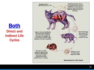 Introduction to veterinary parasitology asif | PPTX