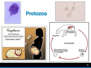 Introduction to veterinary parasitology asif | PPTX
