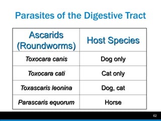 Introduction to veterinary parasitology asif | PPTX