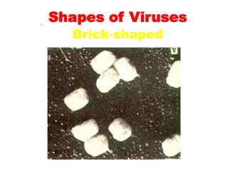 Shapes of Viruses
Brick-shaped
.
 