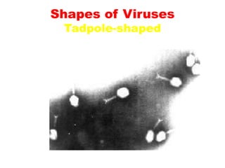 Shapes of Viruses
Tadpole-shaped
 