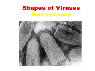 Shapes of Viruses
Bullet-shaped
 