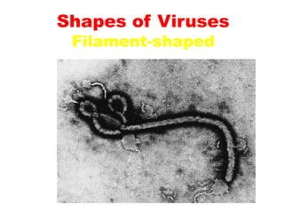 Shapes of Viruses
Filament-shaped
 