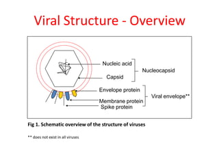 Viral Structure - Overview
Fig 1. Schematic overview of the structure of viruses
** does not exist in all viruses
Nucleic acid
Nucleocapsid
Capsid
Viral envelope**
Envelope protein
Membrane protein
Spike protein
 