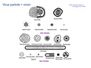 Medic
White, DO and Fenner,FJ.
al Virology, 4th Ed. 1994
Virus particle = virion
 