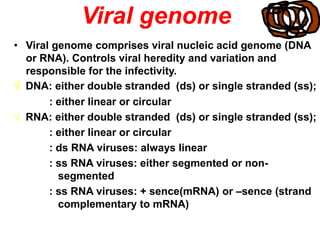 Viral genome
• Viral genome comprises viral nucleic acid genome (DNA
or RNA). Controls viral heredity and variation and
responsible for the infectivity.
√ DNA: either double stranded (ds) or single stranded (ss);
: either linear or circular
√ RNA: either double stranded (ds) or single stranded (ss);
: either linear or circular
: ds RNA viruses: always linear
: ss RNA viruses: either segmented or non-
segmented
: ss RNA viruses: + sence(mRNA) or –sence (strand
complementary to mRNA)
 