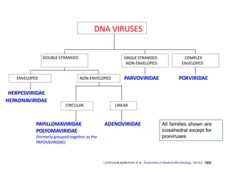 HERPESVIRIDAE
HEPADNAVIRIDAE
ENVELOPED
PAPILLOMAVIRIDAE
POLYOMAVIRIDAE
(formerly grouped together as the
PAPOVAVIRIDAE)
CIRCULAR
ADENOVIRIDAE
LINEAR
NON-ENVELOPED
DOUBLE STRANDED
PARVOVIRIDAE
SINGLESTRANDED
NON-ENVELOPED
POXVIRIDAE
COMPLEX
ENVELOPED
DNA VIRUSES
All families shown are
icosahedral except for
poxviruses
Dr
.
T
.
VM.RoadoifiMedDfromVolk et al., Essentials of Medical Microbiology, 4th Ed. 1
9
49
81
 