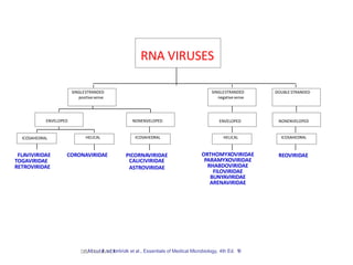 FLAVIVIRIDAE
TOGAVIRIDAE
RETROVIRIDAE
ICOSAHEDRAL
CORONAVIRIDAE
HELICAL
ENVELOPED
ICOSAHEDRAL
PICORNAVIRIDAE
CALICIVIRIDAE
ASTROVIRIDAE
NONENVELOPED
SINGLESTRANDED
positivesense
ORTHOMYXOVIRIDAE
PARAMYXOVIRIDAE
RHABDOVIRIDAE
FILOVIRIDAE
BUNYAVIRIDAE
ARENAVIRIDAE
SINGLESTRANDED
negativesense
REOVIRIDAE
DOUBLE STRANDED
RNA VIRUSES
ENVELOPED
HELICAL ICOSAHEDRAL
NONENVELOPED
Dr
.
T
.
VM.RoadoifiMedDfromVolk et al., Essentials of Medical Microbiology, 4th Ed. 1
9
 