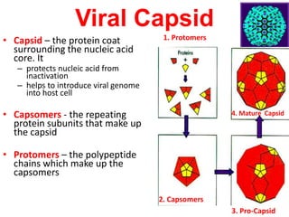 Viral Capsid
• Capsid – the protein coat
surrounding the nucleic acid
core. It
– protects nucleic acid from
inactivation
– helps to introduce viral genome
into host cell
• Capsomers - the repeating
protein subunits that make up
the capsid
• Protomers – the polypeptide
chains which make up the
capsomers
1. Protomers
2. Capsomers
3. Pro-Capsid
4. Mature Capsid
 