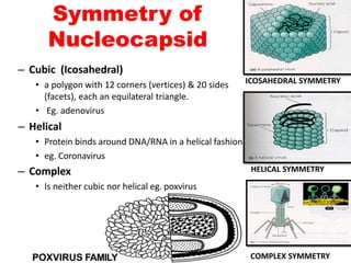 Symmetry of
Nucleocapsid
– Cubic (Icosahedral)
• a polygon with 12 corners (vertices) & 20 sides
(facets), each an equilateral triangle.
• Eg. adenovirus
– Helical
• Protein binds around DNA/RNA in a helical fashion
• eg. Coronavirus
– Complex
• Is neither cubic nor helical eg. poxvirus
ICOSAHEDRAL SYMMETRY
HELICAL SYMMETRY
COMPLEX SYMMETRY
POXVIRUS FAMILY
 