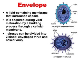 Envelope
• A lipid-containing membrane
that surrounds capsid.
• It is acquired during viral
maturation by a budding
process through a cellular
membrane.
• viruses can be divided into
2 kinds: enveloped virus and
naked virus.
Enveloped icosahedral virus
Enveloped helical virus
 