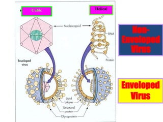 Enveloped
Virus
Non-
Enveloped
Virus
Cubic Helical
 