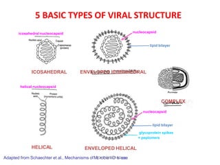 5 BASIC TYPES OF VIRAL STRUCTURE
HELICAL ENVELOPED HELICAL
ENVELOPED ICOSAHEDRAL
ICOSAHEDRAL
nucleocapsid
icosahedral nucleocapsid
helical nucleocapsid
lipid bilayer
COMPLEX
nucleocapsid
lipid bilayer
glycoprotein spikes
= peplomers
Adapted from Schaechter et al., Mechanisms ofMicD
rr
o.
T
b.
V
i.
aR
a
loDMisDease
 