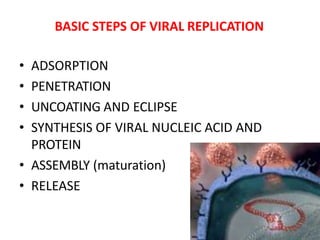 • ADSORPTION
• PENETRATION
• UNCOATING AND ECLIPSE
• SYNTHESIS OF VIRAL NUCLEIC ACID AND
PROTEIN
• ASSEMBLY (maturation)
• RELEASE
BASIC STEPS OF VIRAL REPLICATION
 