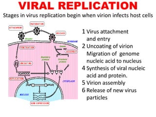 VIRAL REPLICATION
Stages in virus replication begin when virion infects host cells
1 Virus attachment
and entry
2 Uncoating of virion
Migration of genome
nucleic acid to nucleus
4 Synthesis of viral nucleic
acid and protein.
5 Virion assembly
6 Release of new virus
particles
 