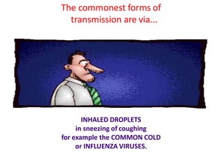 The commonest forms of
transmission are via...
INHALED DROPLETS
in sneezing of coughing
for example the COMMON COLD
or INFLUENZA VIRUSES.
 