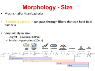 5
Morphology - Size
• Much smaller than bacteria
• “Filterable agents” – can pass through filters that can hold back
bacteria
• Vary widely in size:
– Largest – poxvirus (300nm)
– Smallest – parvovirus (20nm)
 