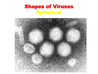 Shapes of Viruses
Spherical
 