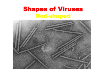 Shapes of Viruses
Rod-shaped
 