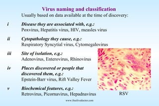 Virus naming and classification Usually based on data available at the time of discovery: i Disease they are associated with, e.g.: Poxvirus, Hepatitis virus, HIV, measles virus ii Cytopathology they cause, e.g.: Respiratory Syncytial virus, Cytomegalovirus iii Site of isolation, e.g.: Adenovirus, Enterovirus, Rhinovirus iv Places discovered or people that  discovered them, e.g.: Epstein-Barr virus, Rift Valley Fever v Biochemical features, e.g.: Retrovirus, Picornavirus, Hepadnavirus RSV www.freelivedoctor.com 