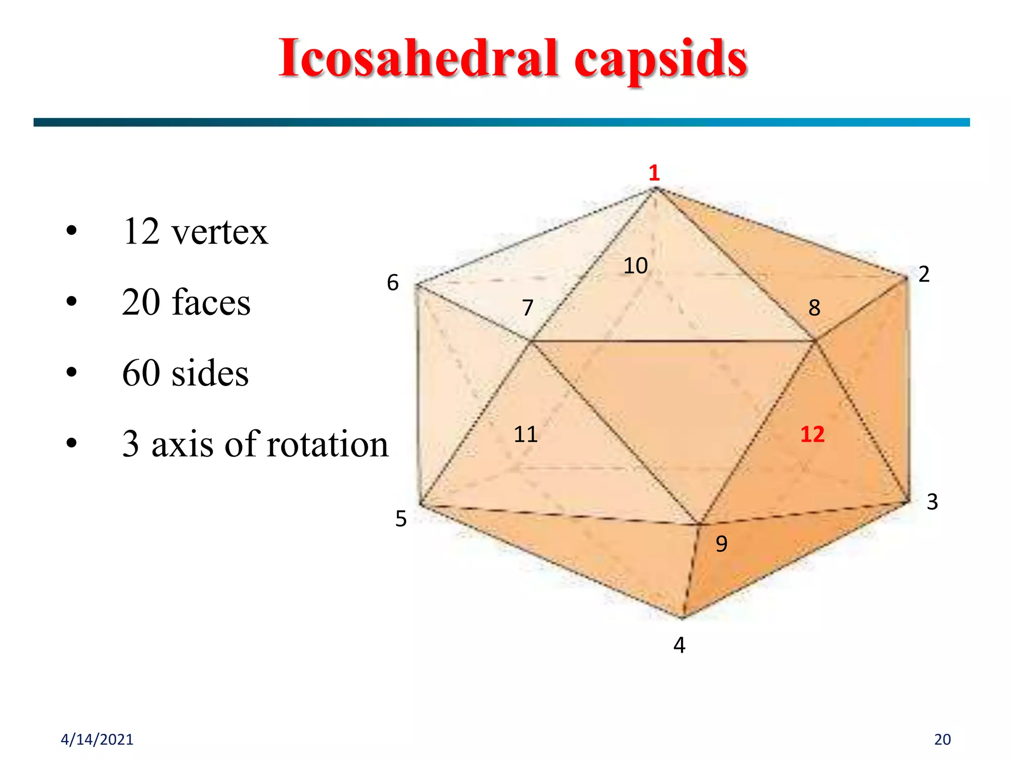 4/14/2021 20
Icosahedral capsids
1
2
6
7
9
5
4
3
11 12
8
10
• 12 vertex
• 20 faces
• 60 sides
• 3 axis of rotation
 